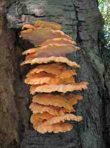 Chicken of the Woods from mushroomtable.com